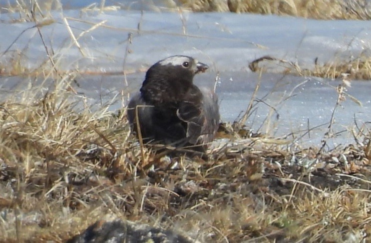 Black Rosy-Finch - ML620270218