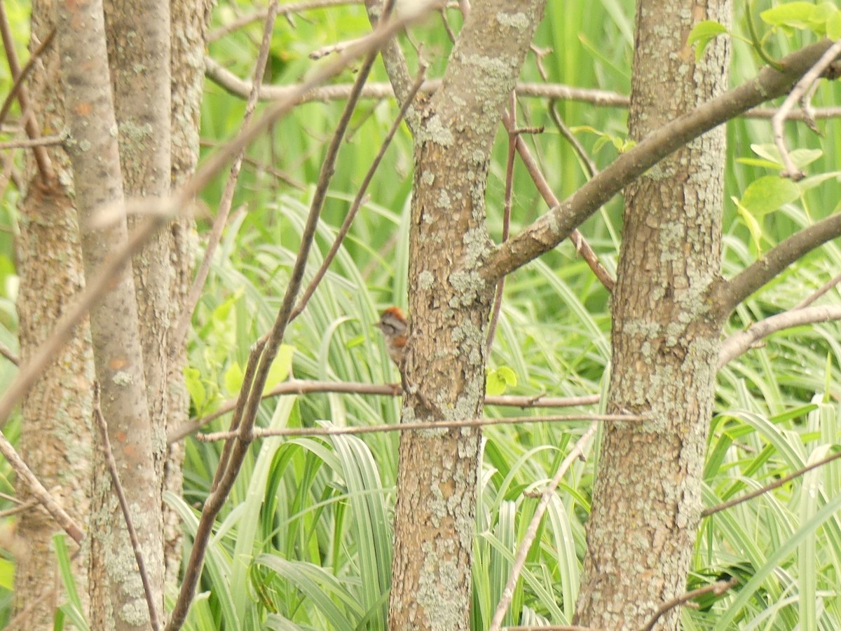 Swamp Sparrow - ML620270222