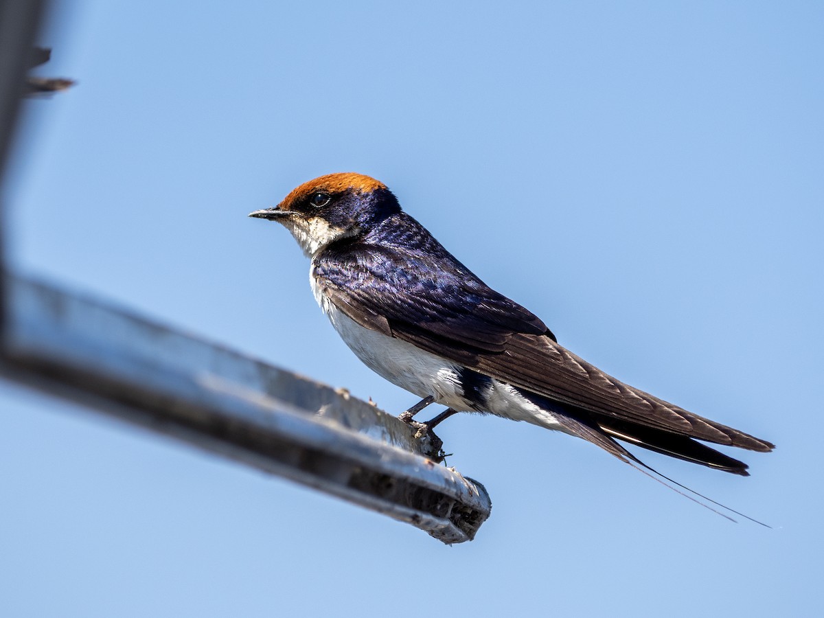 Wire-tailed Swallow - ML620270227