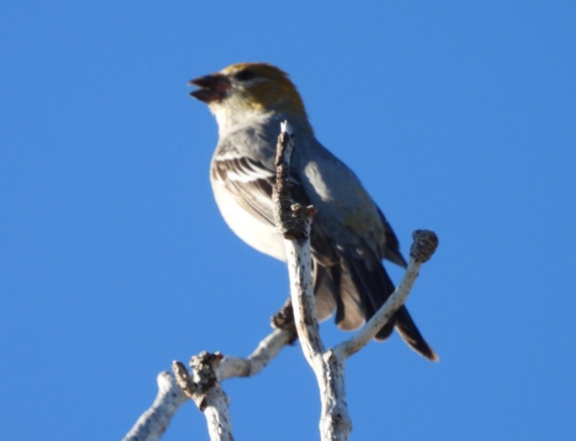 Pine Grosbeak - ML620270231