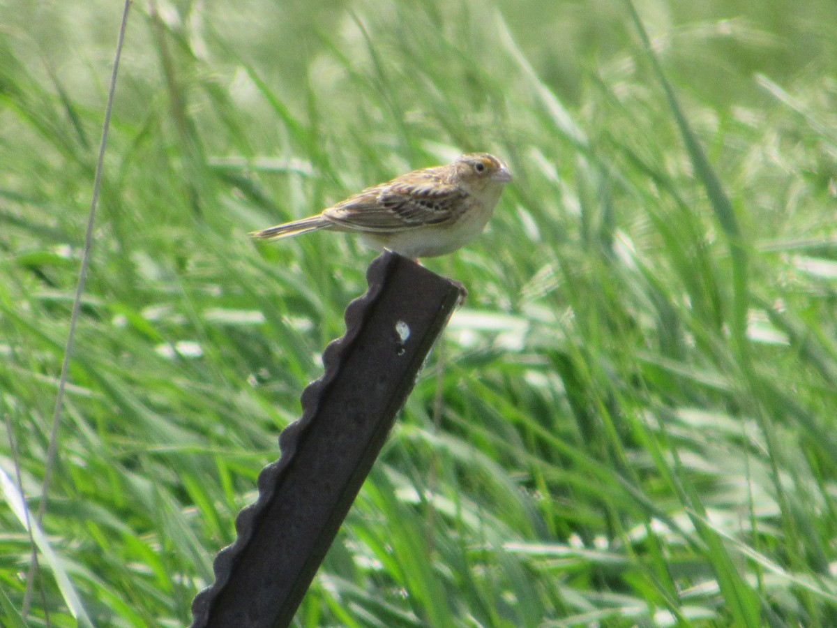Grasshopper Sparrow - ML620270232