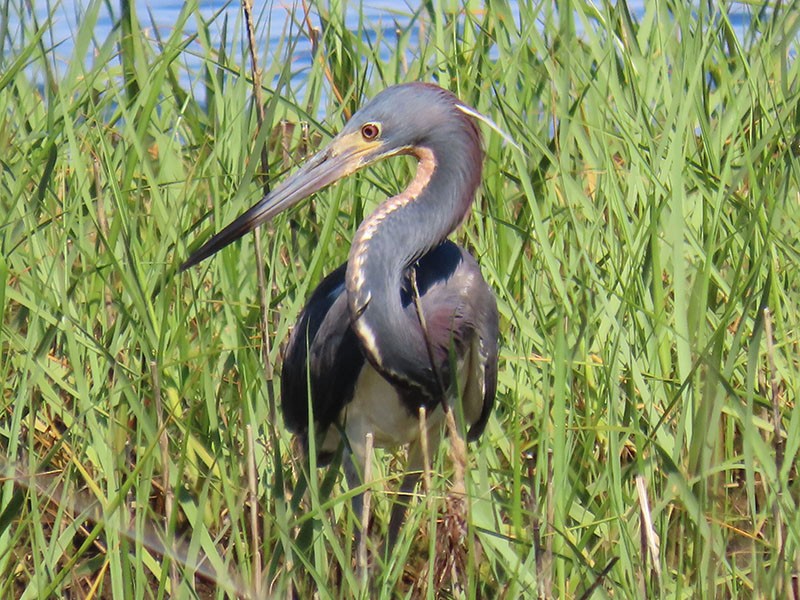 Tricolored Heron - ML620270246