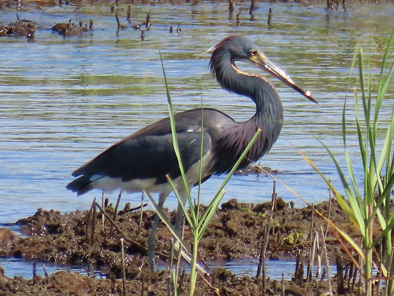 Tricolored Heron - ML620270247