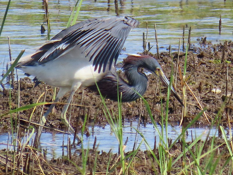 Tricolored Heron - ML620270249