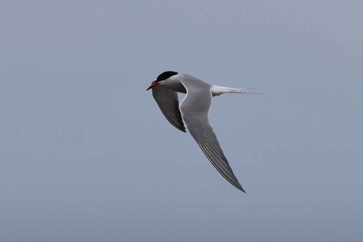 Common Tern - ML620270250