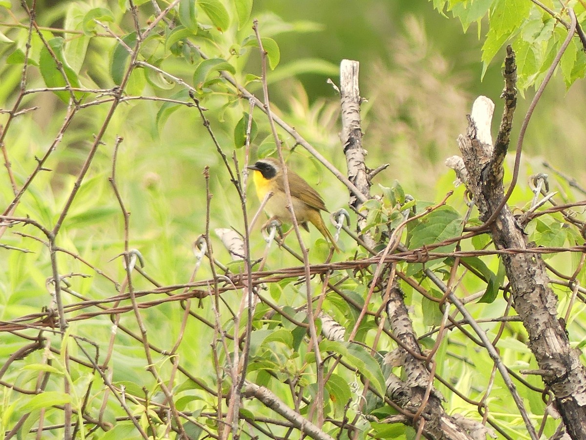 Common Yellowthroat - ML620270254