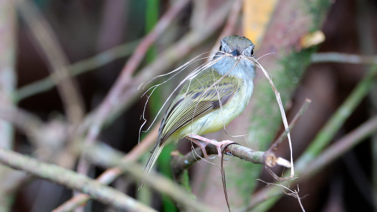 Northern Bentbill - ML620270259