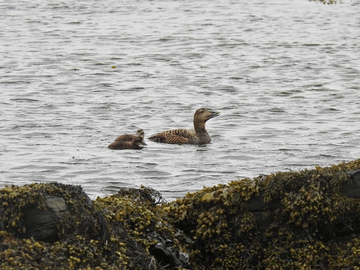 Eider à duvet (mollissima) - ML620270265