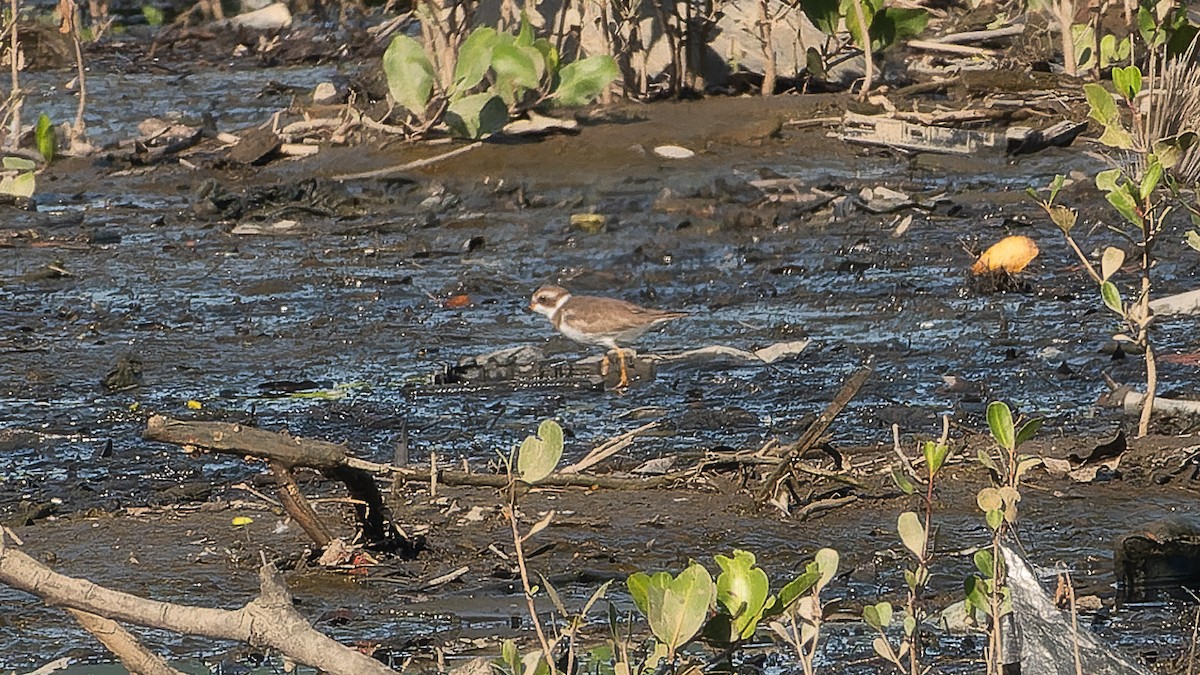 Semipalmated Plover - ML620270275