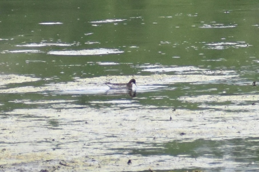 Phalarope à bec étroit - ML620270276