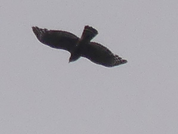 Broad-winged Hawk - ML620270277