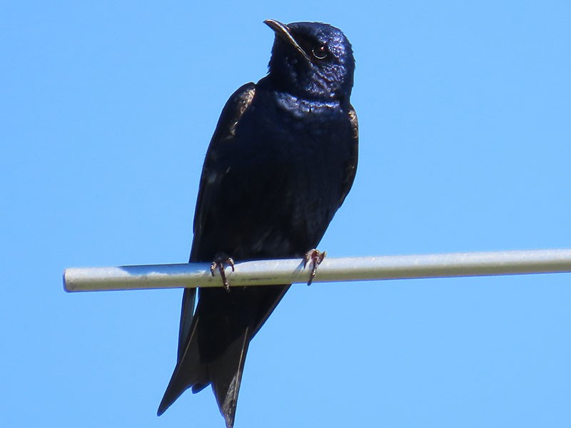 Purple Martin - ML620270286