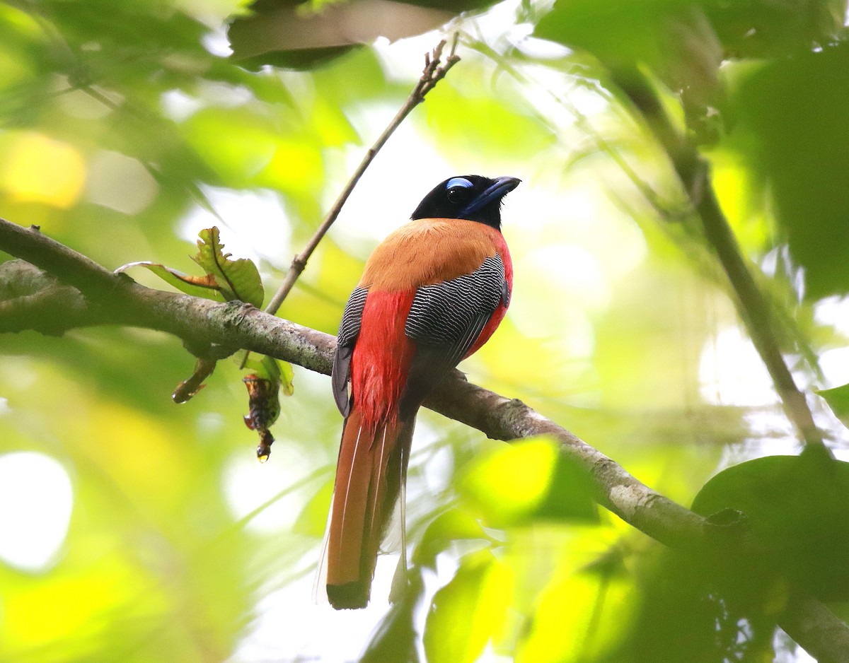 Trogon de Duvaucel - ML620270288