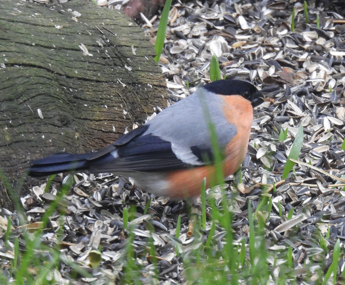 Eurasian Bullfinch - ML620270292