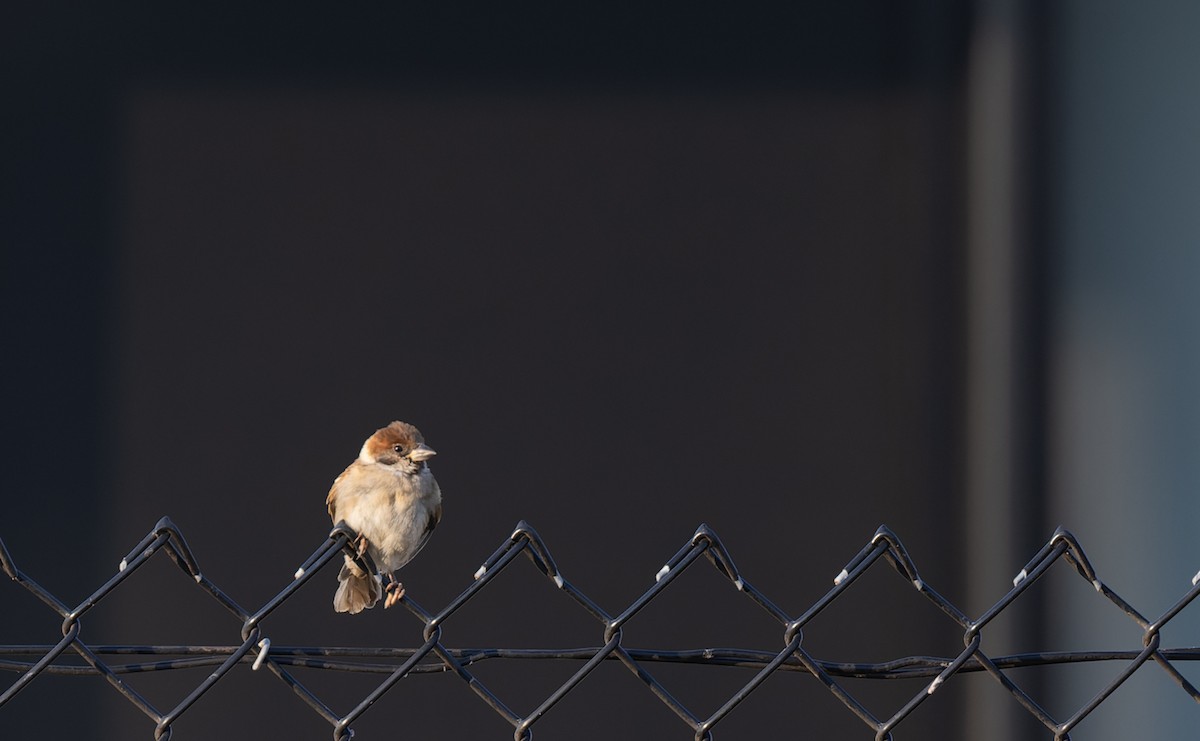 Eurasian Tree Sparrow - ML620270305