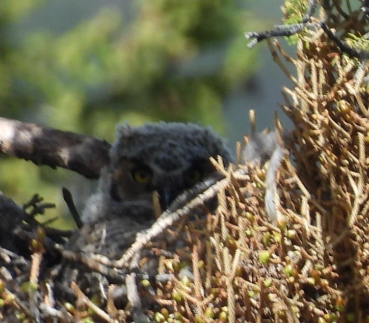 Great Horned Owl - ML620270306