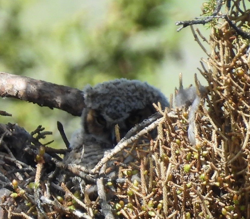 Great Horned Owl - ML620270307