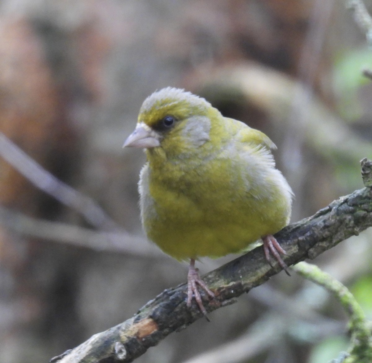 European Greenfinch - ML620270308