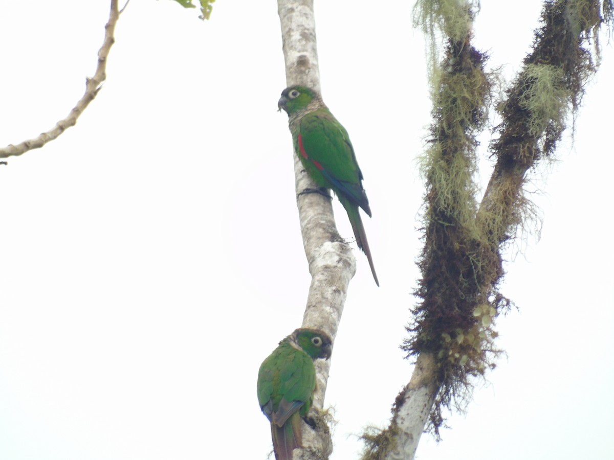 Conure de Souancé - ML620270316