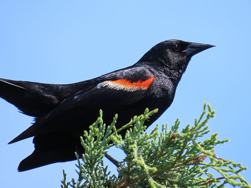 Red-winged Blackbird - ML620270317