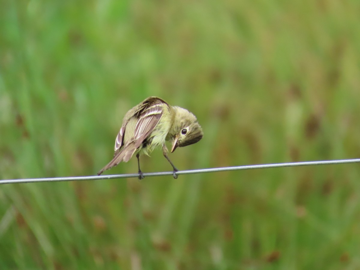 Western Flycatcher - ML620270318