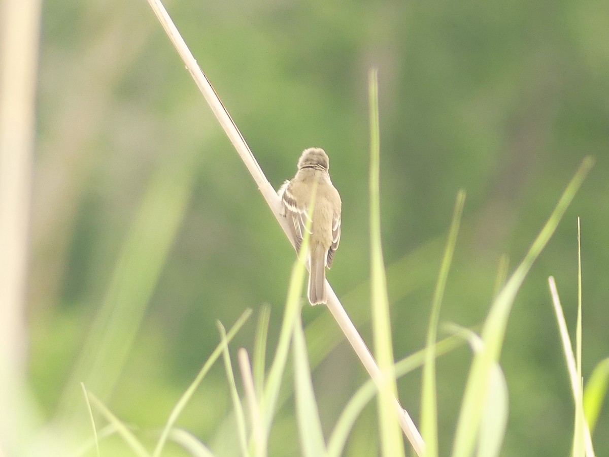 Alder/Willow Flycatcher (Traill's Flycatcher) - ML620270322