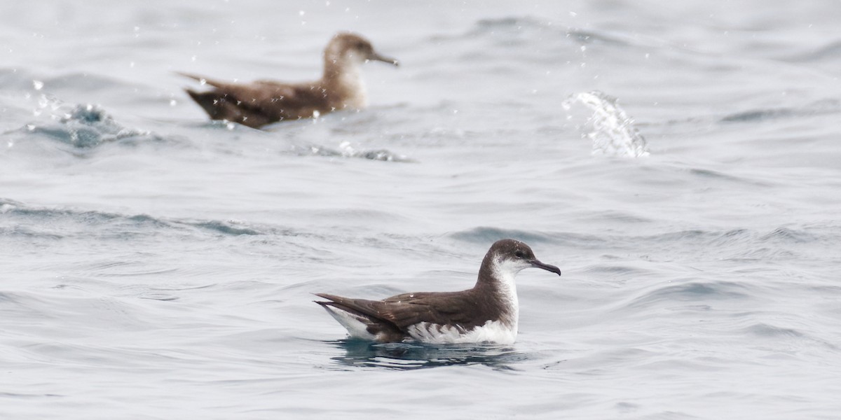 Manx Shearwater - ML620270325