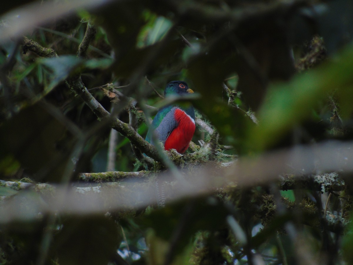 Jungferntrogon - ML620270329