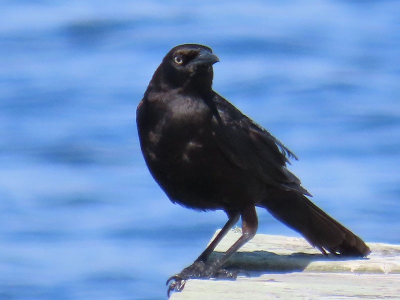 Boat-tailed Grackle - ML620270331