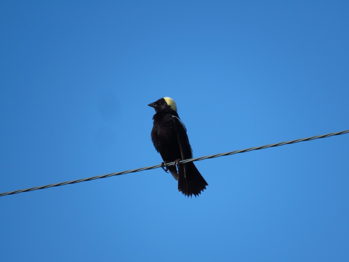 Bobolink - ML620270334