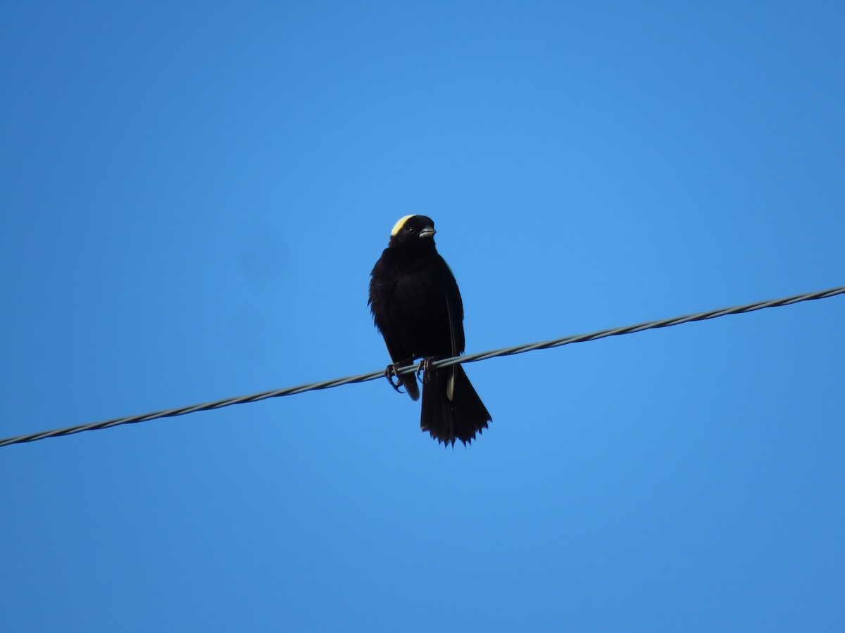 Bobolink - ML620270337