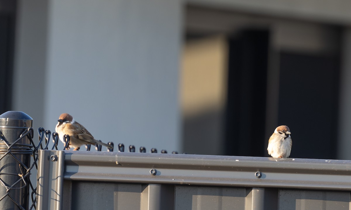 Eurasian Tree Sparrow - ML620270340