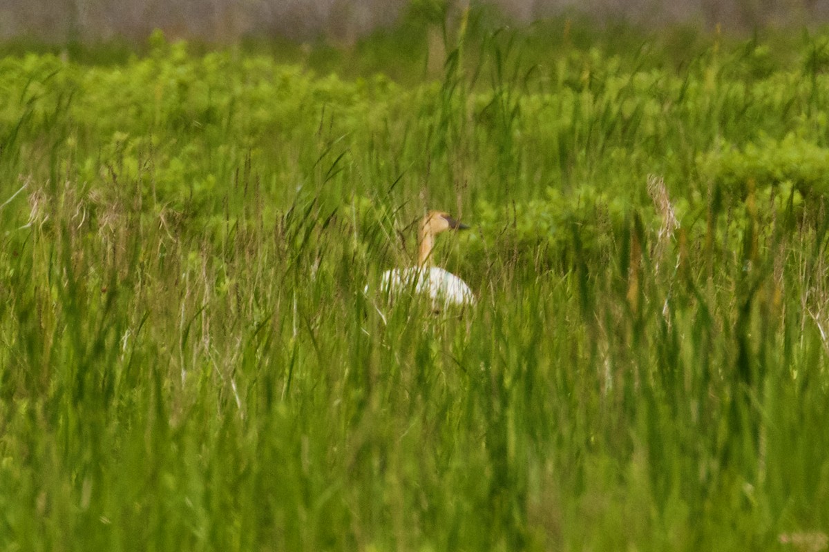 Trumpeter Swan - ML620270343