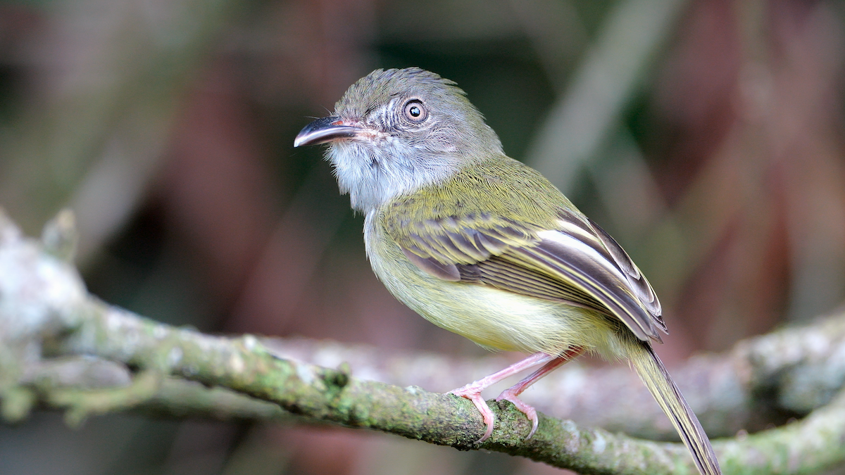 Northern Bentbill - ML620270348