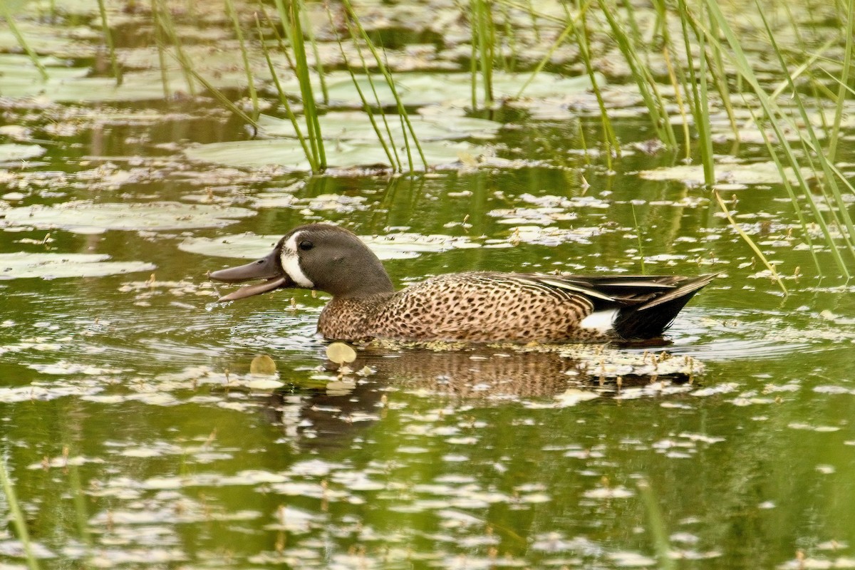 Blue-winged Teal - ML620270350