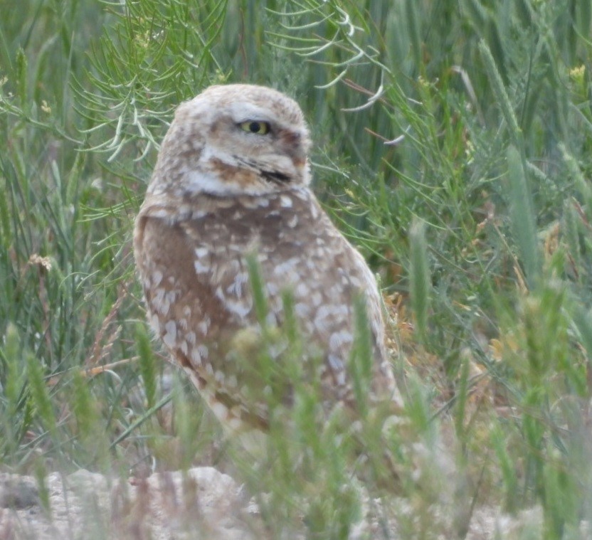 Burrowing Owl - ML620270352