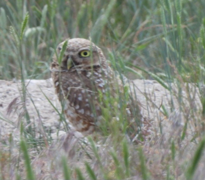 Burrowing Owl - ML620270353