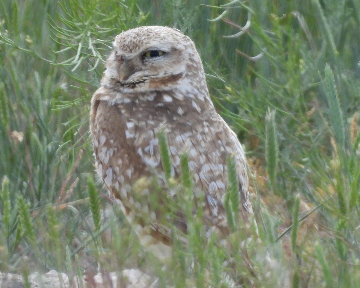 Burrowing Owl - ML620270354