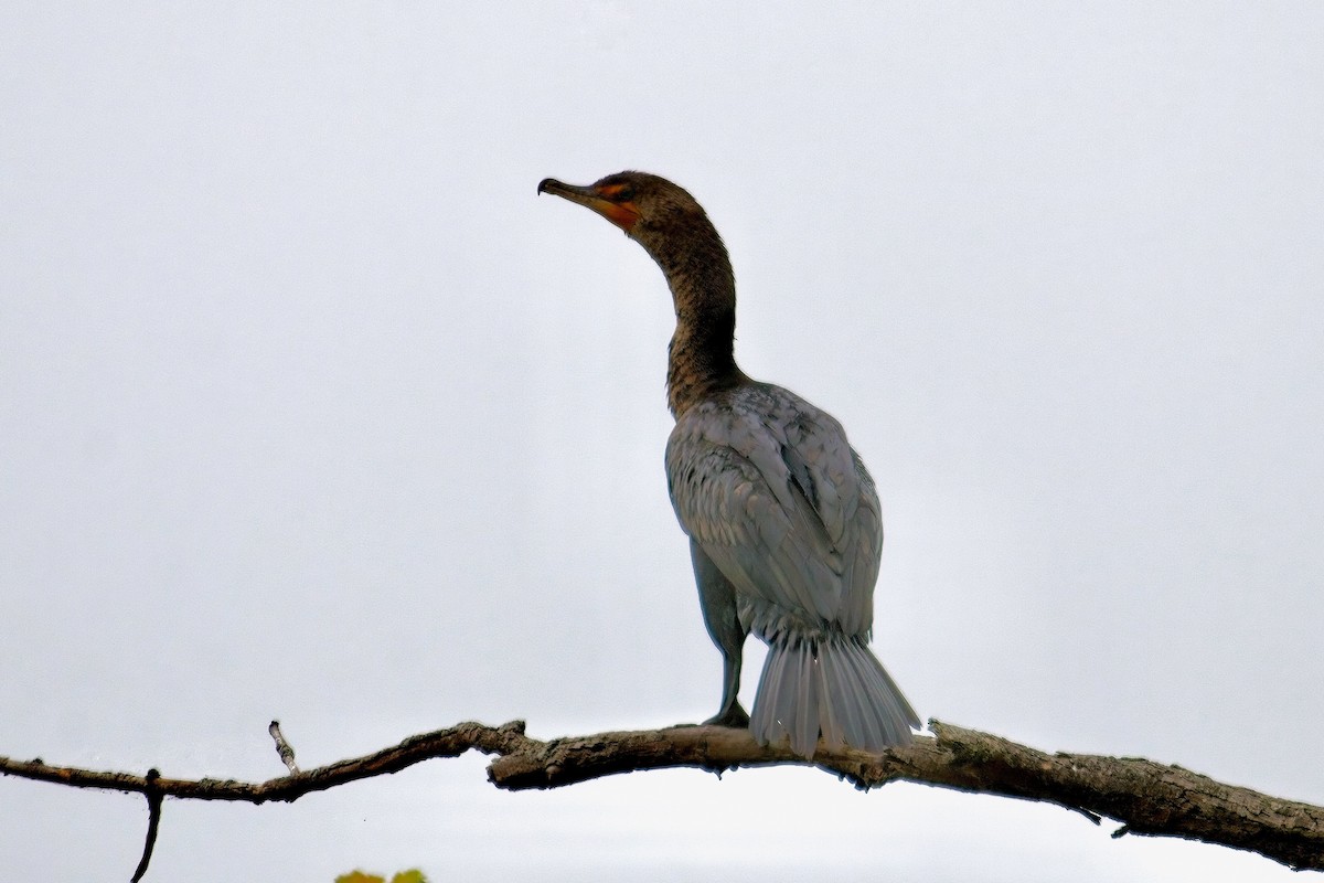 Double-crested Cormorant - Normand Laplante