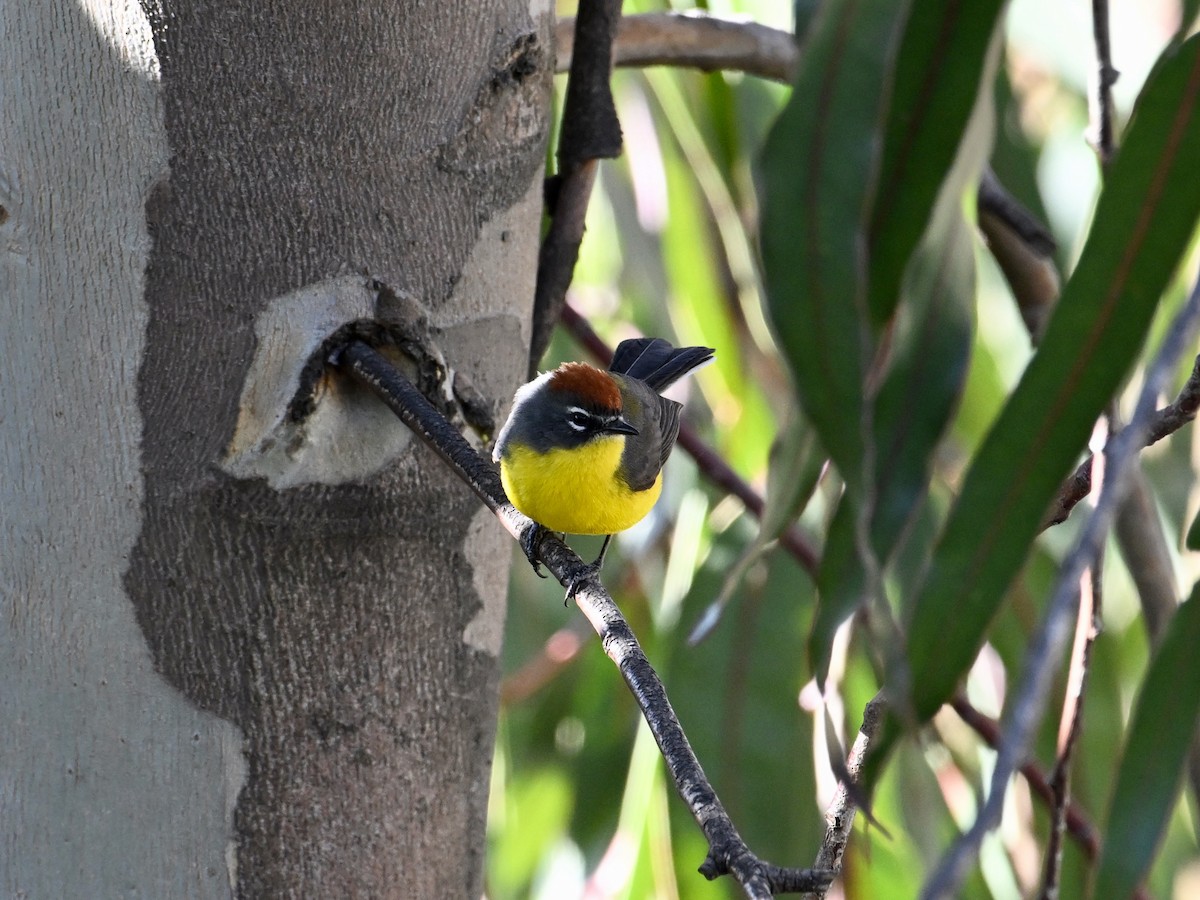 Brown-capped Redstart - ML620270358