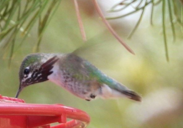 Calliope Hummingbird - ML620270360