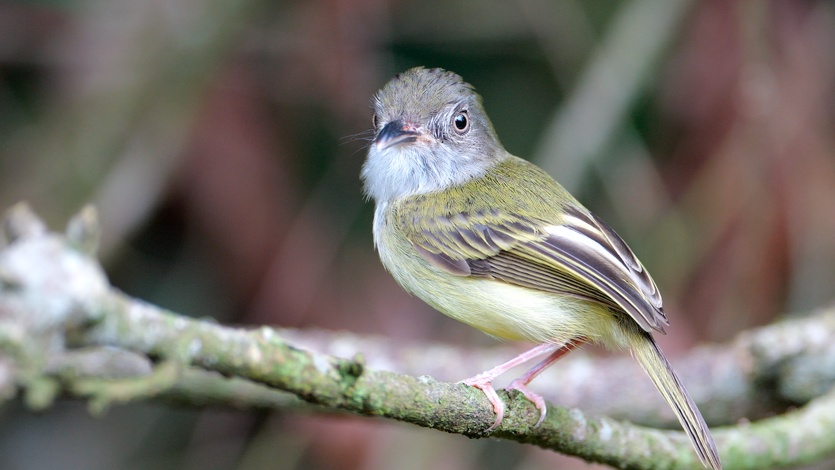 Northern Bentbill - ML620270388