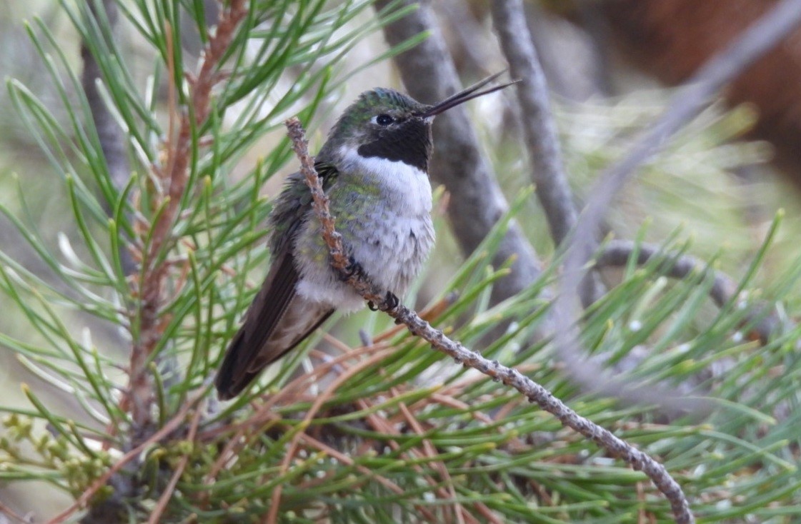 Black-chinned Hummingbird - ML620270392
