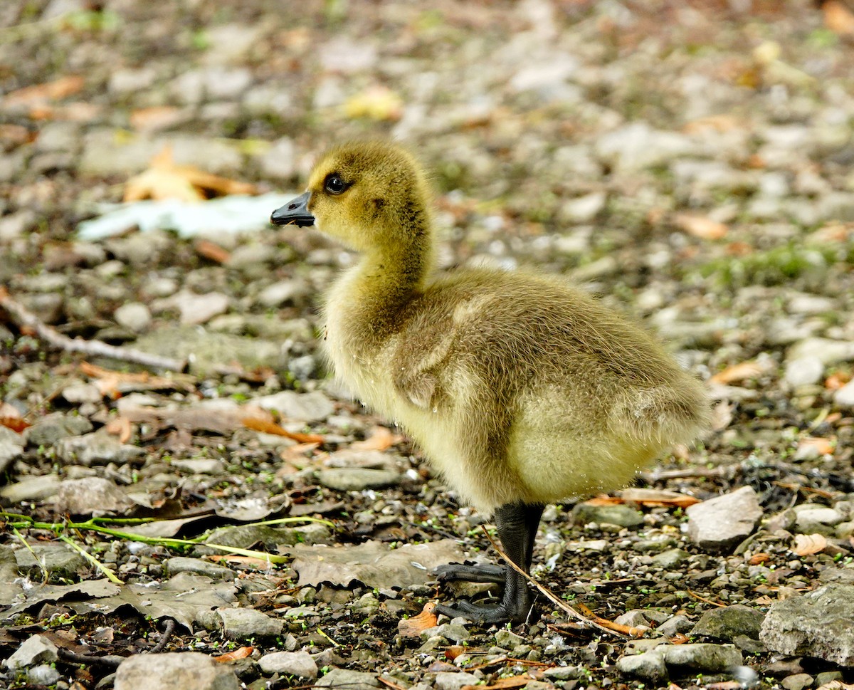 Canada Goose - ML620270403