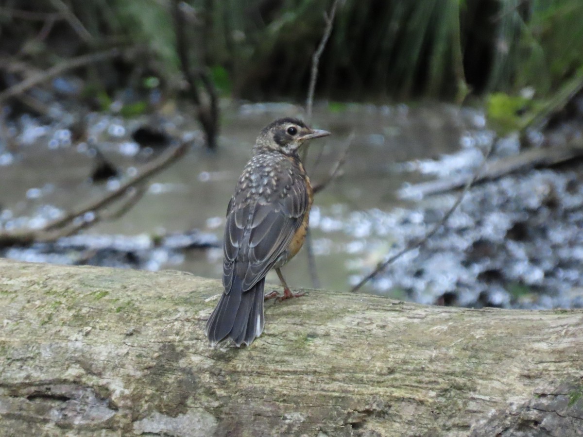 American Robin - ML620270408