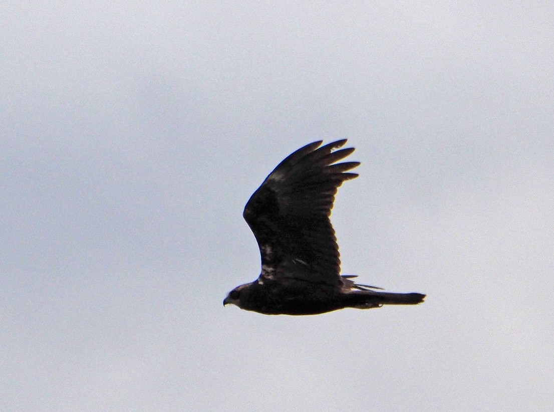 Western Marsh Harrier - ML620270411