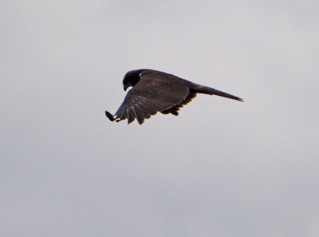 Western Marsh Harrier - ML620270412