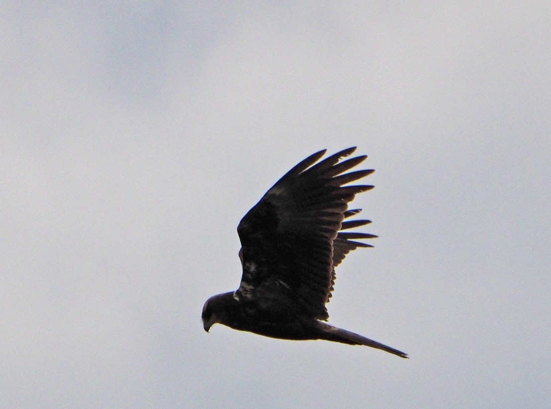 Western Marsh Harrier - ML620270413