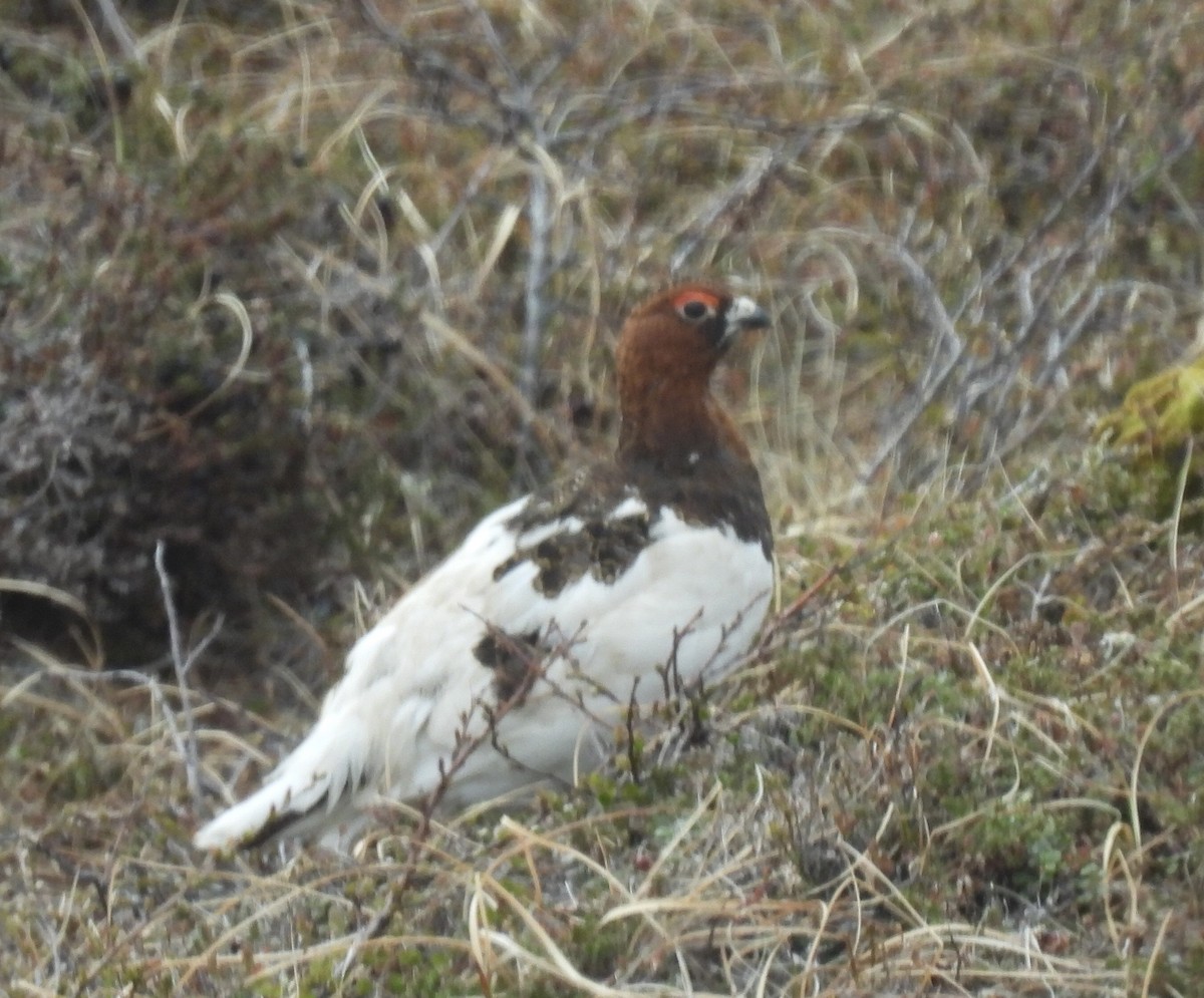 Willow Ptarmigan - ML620270414