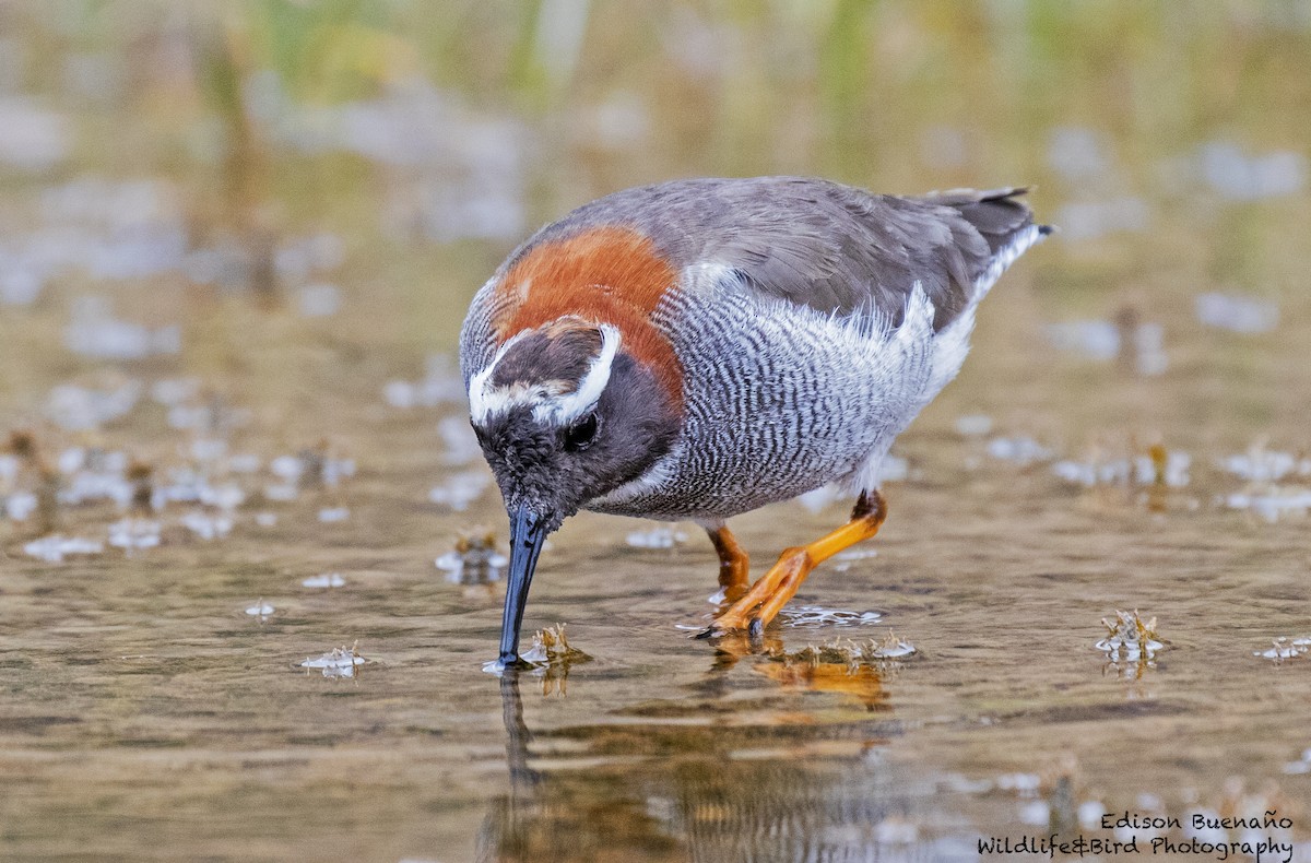 Diademed Sandpiper-Plover - ML620270425